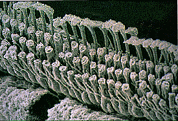 Cils des cellules ciliées